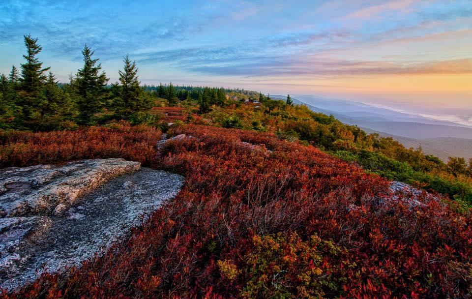 Blueberry bushes in Dolly Sods turn scarlet red with the fall season.