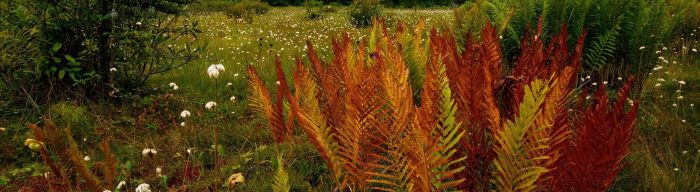 orange and red fall ferns