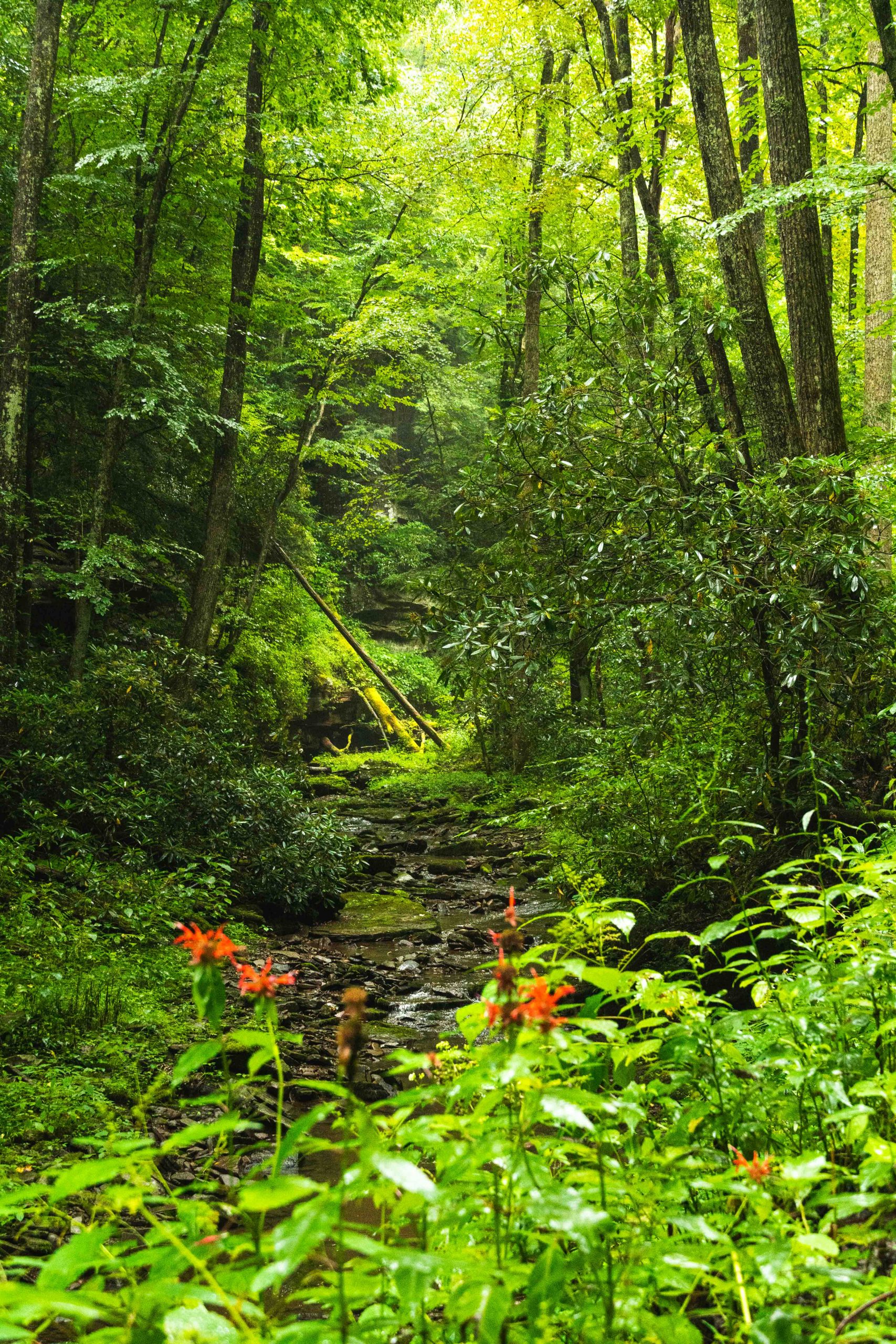 Fernow Experimental Forest Canaan Valley, WV